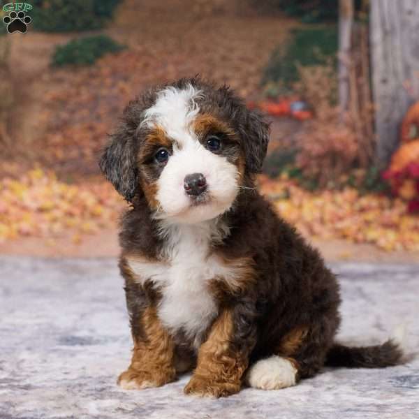 Kyra, Mini Bernedoodle Puppy